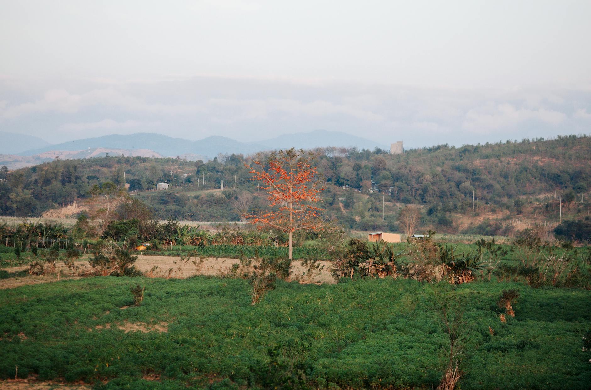 Ayiti 11