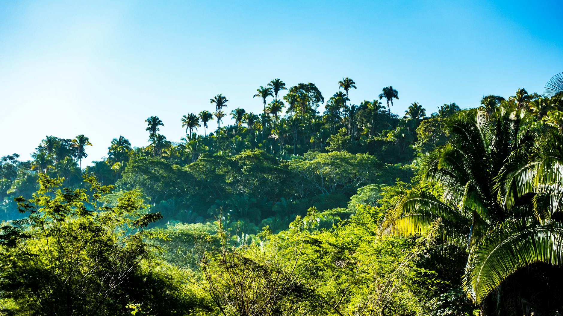 Ayiti 100